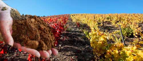 Un buen terreno para las uvas