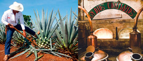 el tequila de calidad