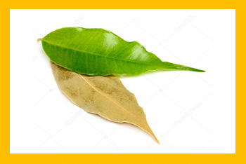 Laurel (hierba fina)